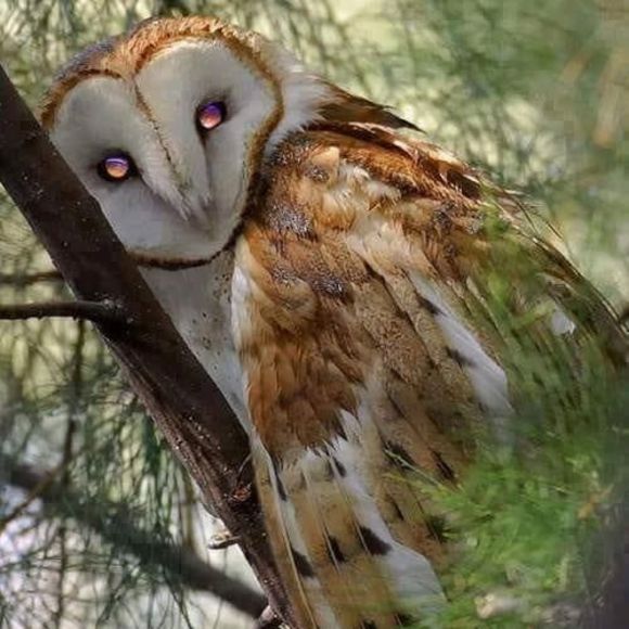 Meet your Posher, Debbie - Picture 1 of 1